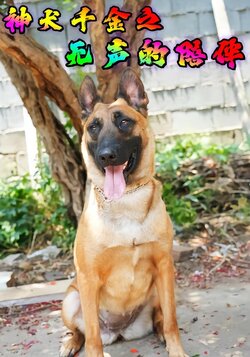 神犬千金之无声的陪伴
